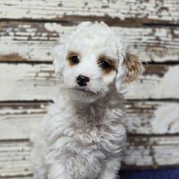 Tiny Petite - Parti male Goldendoodle puppy in Austin, Texas from Austin Doodles & Poodles
