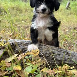 Chinese Crested Puppies from Bare Nakeys