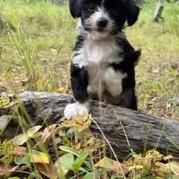 Chinese Crested Puppies from Bare Nakeys
