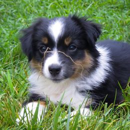 Miniature American Shepherd and Toy Australian Shepherd Puppies from Fifth Avenue Australian Shepherds