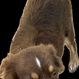 Tinker - Miniature Australian Shepherd