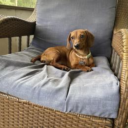 Rosie - Dachshund