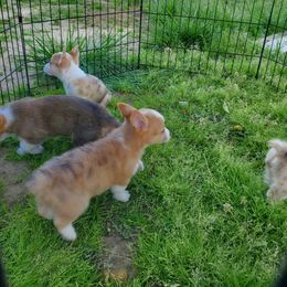 American Corgi Puppies from Thomas Corgi's