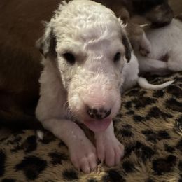 Girl 5 - Borzoi puppy from Luxor Borzoi