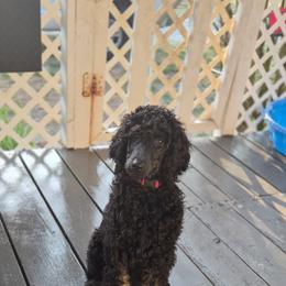 Ella - Phantom female Poodle puppy in Port Orange, Florida from Daytona’s Standard Poodles