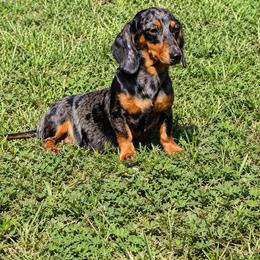 Maple - Dachshund