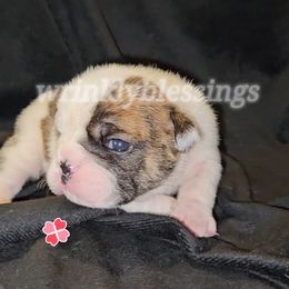 Lady - Red brindle and white female Bulldog puppy in Granville, Iowa from Wrinkly Blessings English Bulldogs