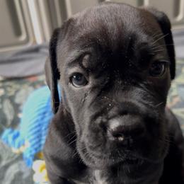 Arcana's Abby - Black female Cane Corso puppy in Marinette, Wisconsin from Arcana Cane Corso