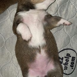 Pembroke Welsh Corgi Puppies from Swezey Pembroke Welsh Corgis