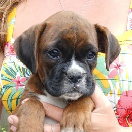 Max - Brindle male Boxer puppy in Minnesota from Pattys Boxers and Bulldogs