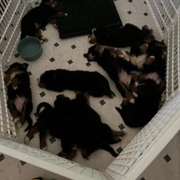 Bernese Mountain Dog Puppies from Alpen Daydream Bernese