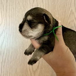 Green Ribbon Boy (Georgia's) - Salt and pepper male Miniature Schnauzer puppy in Floyd, Virginia from Little River Puppies