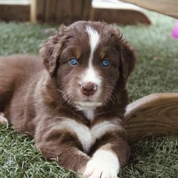 Australian Shepherd Puppies from Tru Blu Aussies