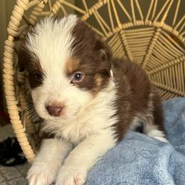 Ellie Mae - Red tri-color female Australian Shepherd puppy in Grants Pass, Oregon from Carmel Mountain Aussies