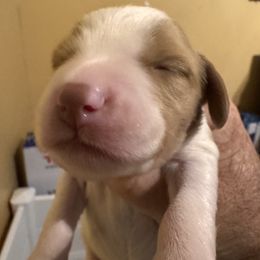 Boy 4 - male Brittany puppy in Elko, Georgia from HillTop Brittany Kennel
