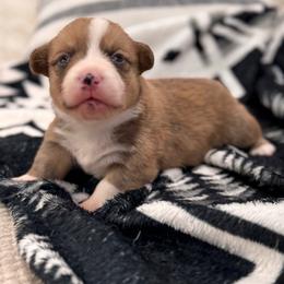 Nash - Red male Pembroke Welsh Corgi puppy in Beggs, Oklahoma from Blue Diamond Corgi’s