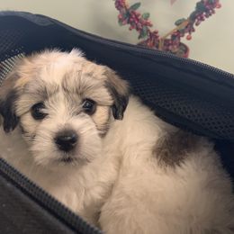 Coton de Tulear Puppies from Catawba Cotons