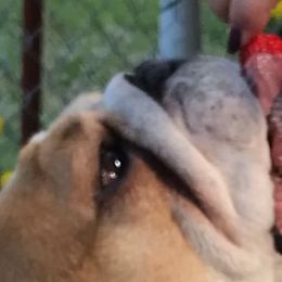 Bulldogs and French Bulldogs from Jagster’s Bulldogs
