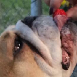 Bulldogs and French Bulldogs from Jagster’s Bulldogs