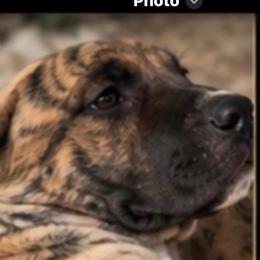 Princess - Fawn female Perro de Presa Canario puppy in Madison, Ohio from Joshua's Perro de Presa Canario
