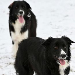 Border Collie puppies from Kate Gresham