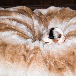 Toy Australian Shepherd Puppies from Emmy's Toy Aussies
