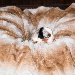 Toy Australian Shepherd Puppies from Emmy's Toy Aussies