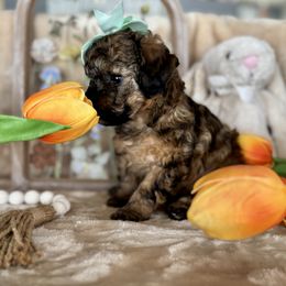 Aussiedoodle, Bernedoodle, Goldendoodle, and Poodle Puppies from Vallevistadoodles