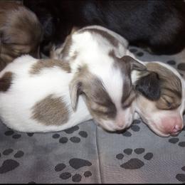 Dachshund Puppies from Crowder Doxies