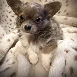 Robbie - Blue and white male Chihuahua puppy in New Bedford, Massachusetts from Roark Pack Chihuahua's & Pomsky's