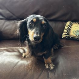 Lulu - Dachshund