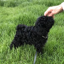 Australian Labradoodle Puppies from Tiny Treasures Australian Labradoodles