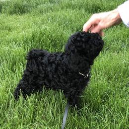Australian Labradoodle Puppies from Tiny Treasures Australian Labradoodles