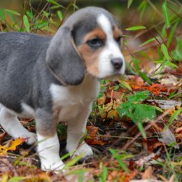 Beagles from Fable & Fern Beagles