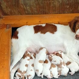 V - American Water Spaniel