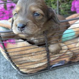 Sprinkles - Dapple female Dachshund puppy in Vancouver, Washington from Cascade Minis