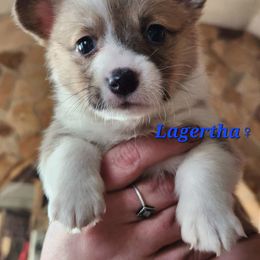 Girl 2 - Pembroke Welsh Corgi puppy in Bates City, Missouri from Penny Lane Corgis