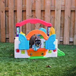 Miniature Schnauzer Puppies from King’s Miniature Schnauzers