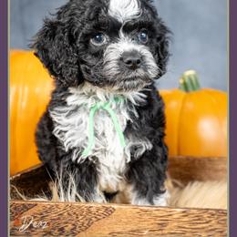 Jamie - Black and white male Cockapoo puppy in Connersville, Indiana from Deaz Doodle Ranch