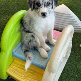 Kylie - Blue merle female Aussiedoodle puppy in Peyton, Colorado from Colorful Colorado Aussiedoodles