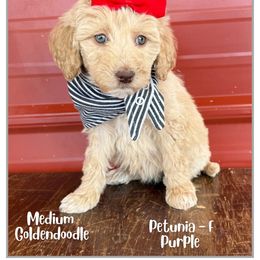 Patunia - Apricot female Goldendoodle puppy in Fort Lupton, Colorado from Puppy Paws Colorado