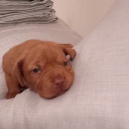 Vizsla Puppies from Foxfire Vizslas