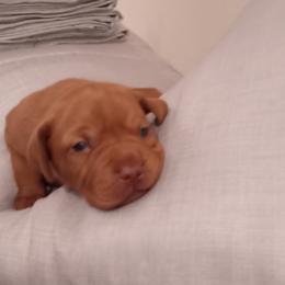 Vizsla Puppies from Foxfire Vizslas