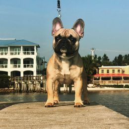 French Bulldogs from Chanley Tubito