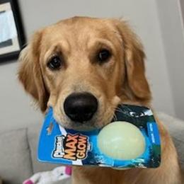 Golden Retriever All Grown Up from Big Sandy Golden Retrievers