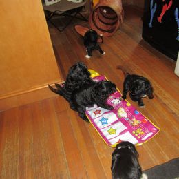Portuguese Water Dog Puppies from Topsail PWDs