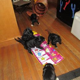 Portuguese Water Dog Puppies from Topsail PWDs