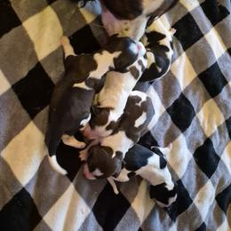 Boy 5 - Black white and tan male English Springer Spaniel puppy in Socorro, New Mexico from Huntin' Buddies