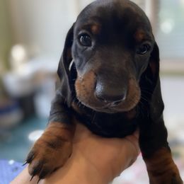 Rutger - Black and tan male Dachshund puppy in Fort Wayne, Indiana from Hot Dog Haven