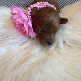 Ada - Red  female Goldendoodle puppy in Davie, Florida from Daviegoldendoodles